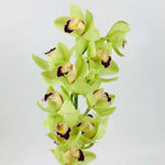 Custom Bouquet - Single Stem