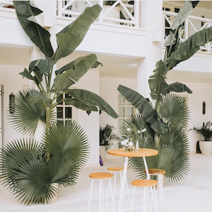 Planted Palms