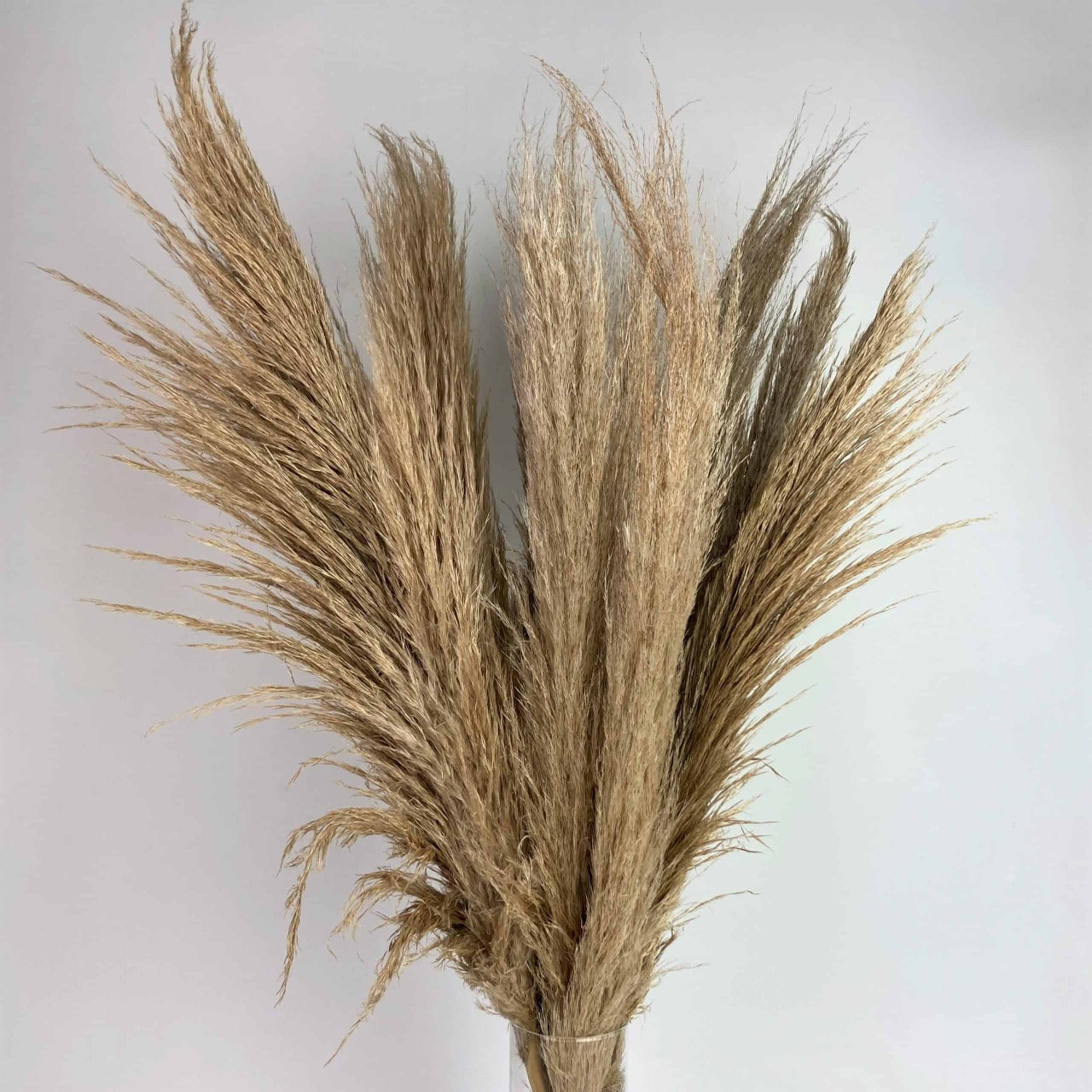 Local Pampas