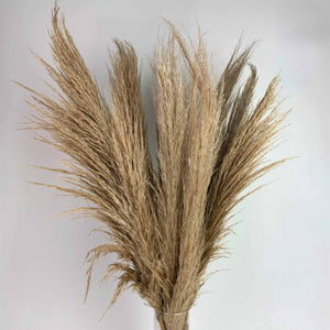 Local Pampas