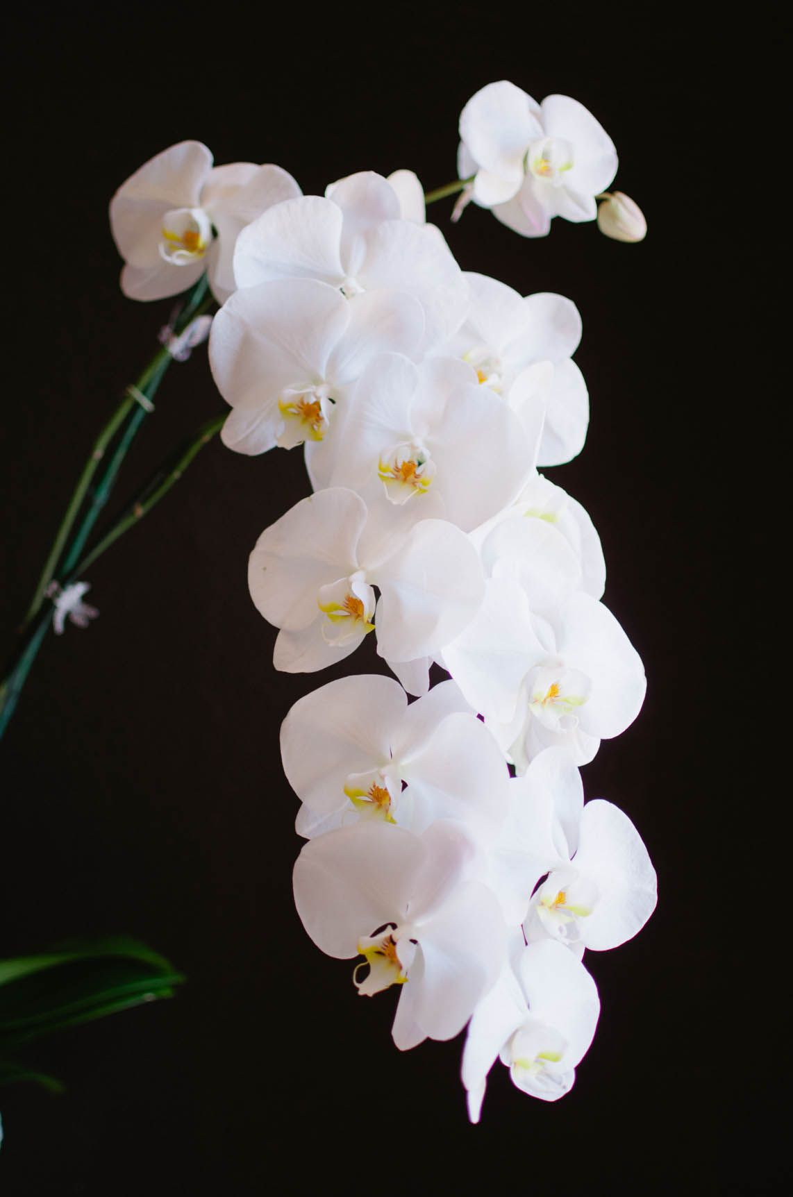 Custom Bouquet - Single Stem