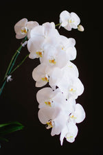 Custom Bouquet - Single Stem