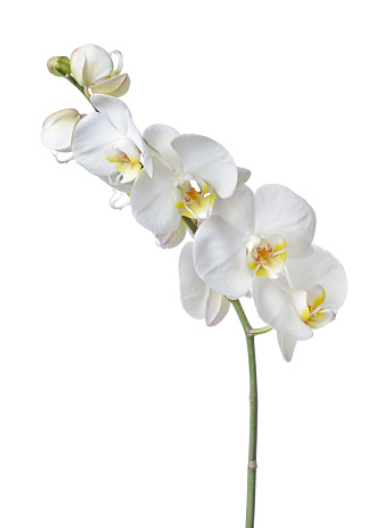 White Orchid
