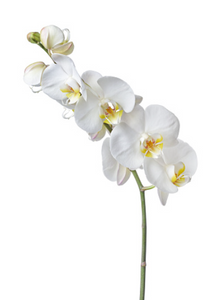 White Orchid